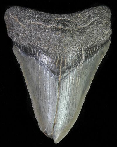 Juvenile Megalodon Tooth - Serrated Blade #61848